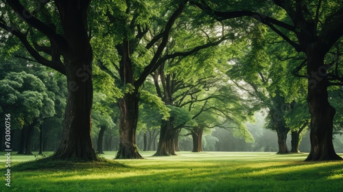trees in the park © Wallpaper