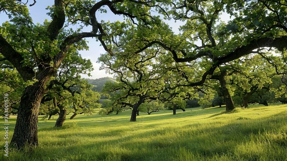 A rolling meadow dotted with ancient oak trees A rolling meadow dotted with ancient oak trees