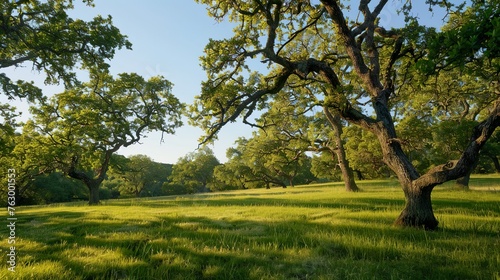 A rolling meadow dotted with ancient oak trees