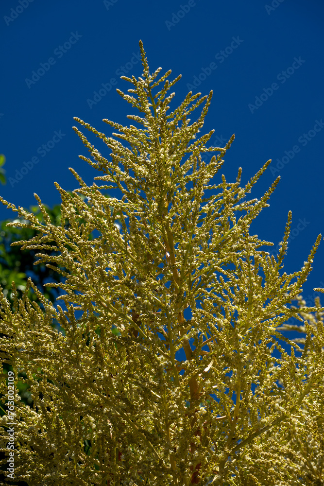Flower stem of a Mexican Grass Tree (nolina longifolia) against blue sky Flower stem of a Mexican Grass Tree (nolina longifolia) against blue sky