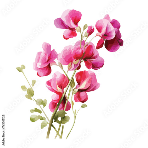 Everlasting Pea clipart isolated on white background