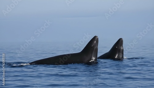 A Pair Of Pilot Whales Spyhopping To Get A Better Upscaled 8 © Jihan