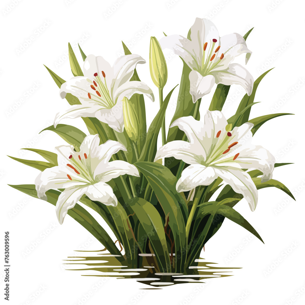 Florida Swamp-lily clipart isolated on white background