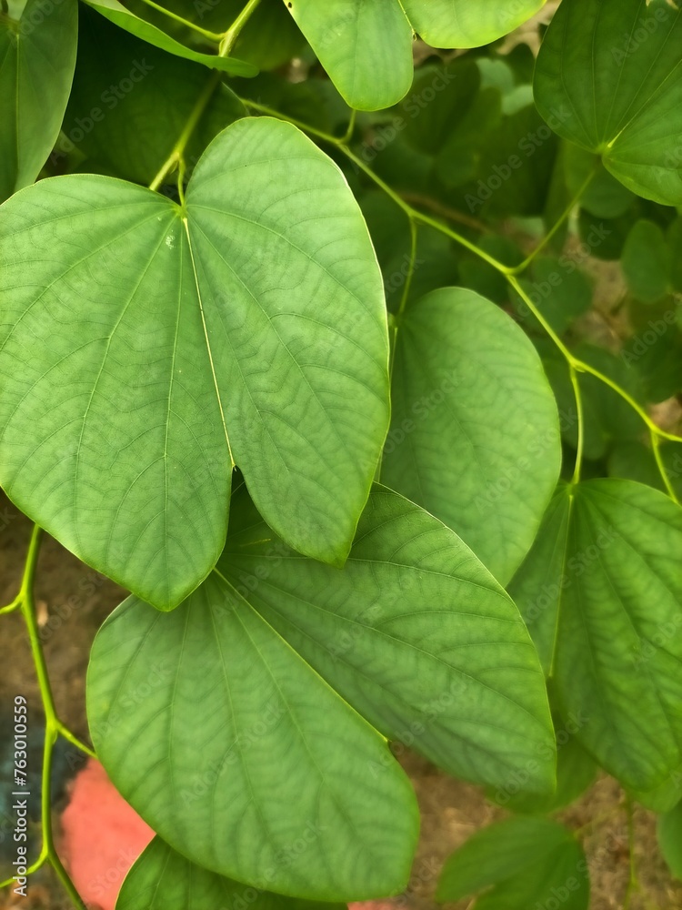 close up of green leaves close up of green leaves
