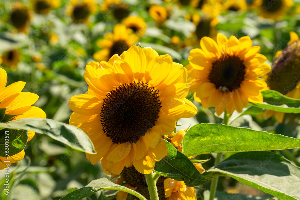 Obraz premium ひまわり畑