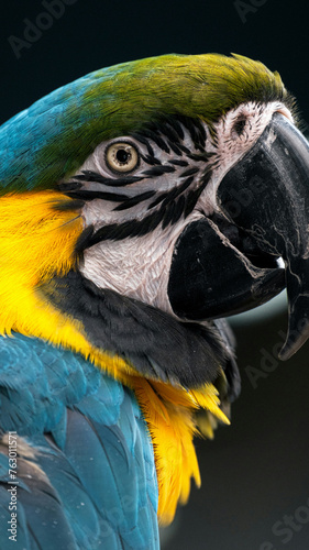 blue and yellow macaw ara