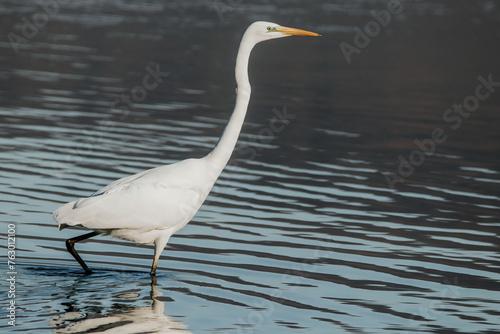 Great white egret on the lake in a sunny day flying  © Mihai