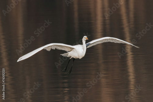 Great white egret on the lake in a sunny day flying 