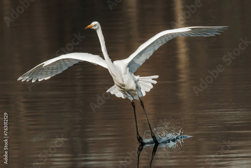 Great white egret on the lake in a sunny day flying 