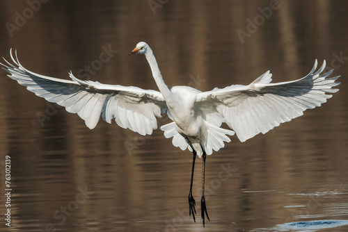 Great white egret on the lake in a sunny day flying 