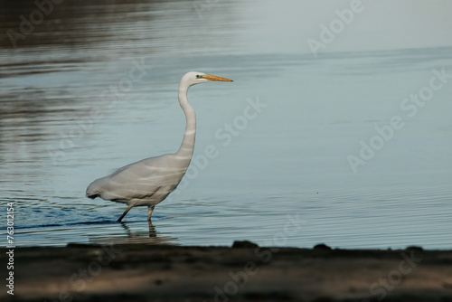 Great white egret on the lake in a sunny day flying 