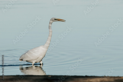 Great white egret on the lake in a sunny day flying 