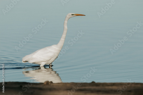 Great white egret on the lake in a sunny day flying 