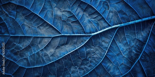 blue leaf veins texture photo