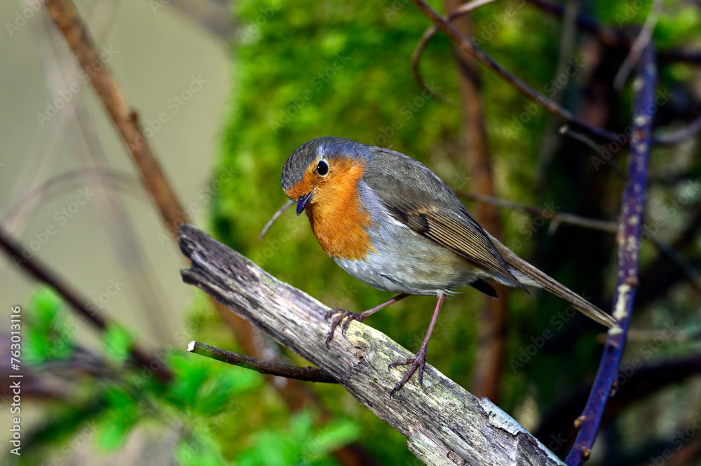 European robin // Rotkehlchen (Erithacus rubecula) European robin // Rotkehlchen (Erithacus rubecula)