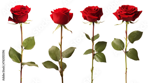 Red rose flower with clipping path  side view. Beautiful single red rose flower on stem with leaves isolated on white background. Natur   object for design to Valentines Day  mothers day  anniversary