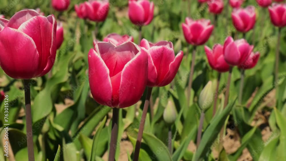 Pink Tulip flowers blooming in the garden field landscape. Beautiful spring garden with many red tulips outdoors. Blooming floral park in sunrise light. Stripped tulips growing in flourish meadow Pink Tulip flowers blooming in the garden field landscape. Beautiful spring garden with many red tulips outdoors. Blooming floral park in sunrise light. Stripped tulips growing in flourish meadow