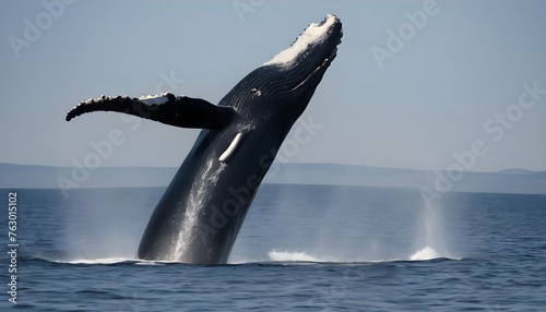 A Right Whale Breaching The Surface In A Graceful Upscaled 2