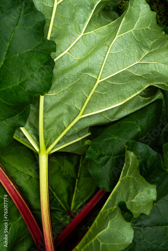 Close up of rhubarb 