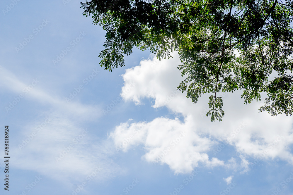 Green leaves with blue sky and white clouds. Green leaves with blue sky and white clouds.