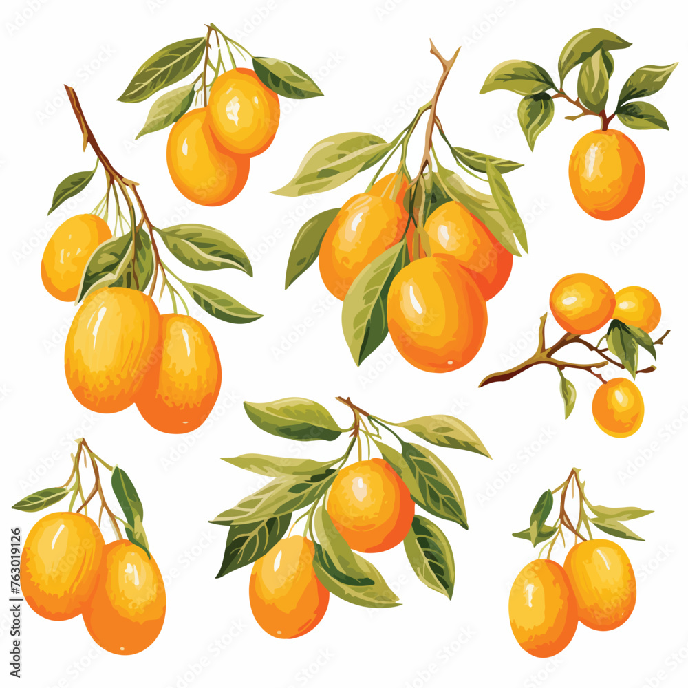 Kumquat Clipart