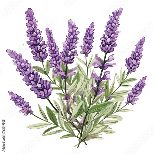 Lavender Clipart watercolor