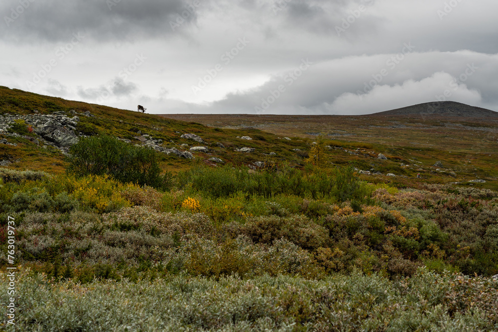 A cloudy day on a hiking trail Kungsleden in northern Sweden above the Arctic Circle in the early autumn with a wild reindeer on a hill