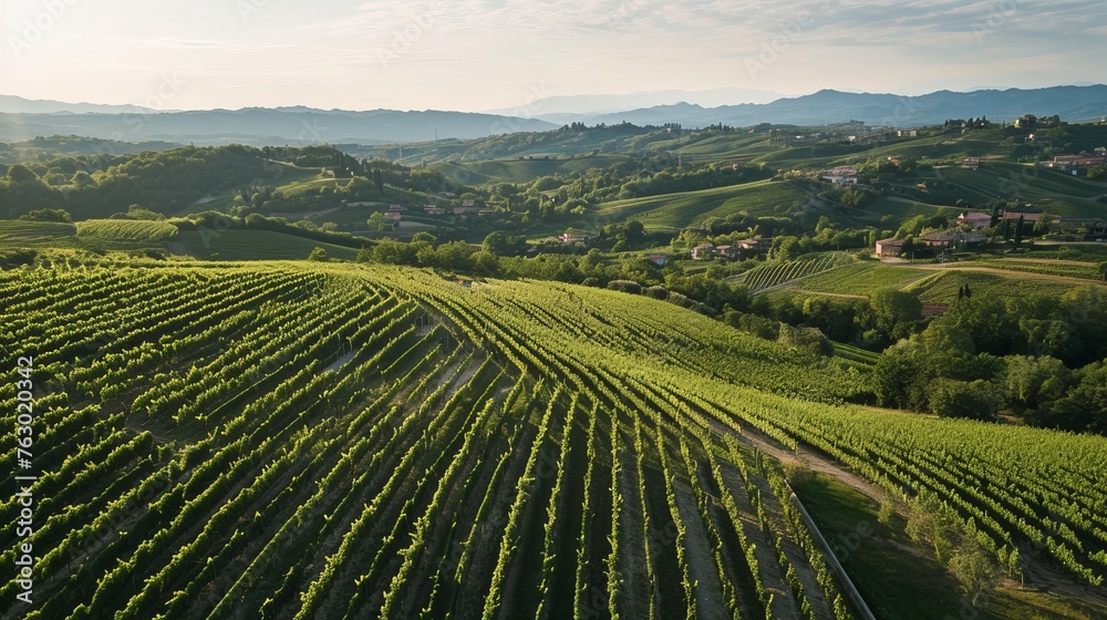 Vineyard with grapes in late summer before harvest near a winery stock photo Vineyard with grapes in late summer before harvest near a winery stock photo