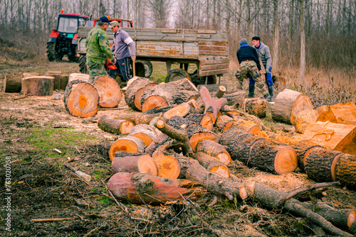 Several woodcutters collect fresh sawn large trunks of hardwood, chopped firewood