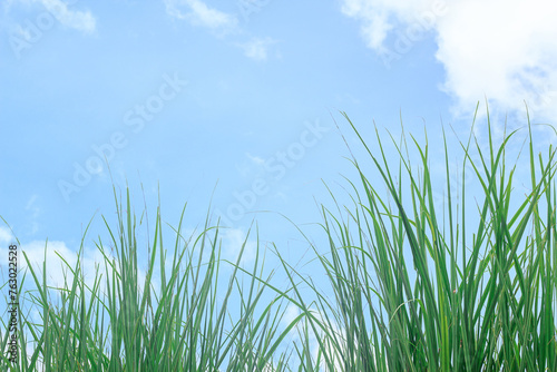 Fresh green grass and blue sky with white cloud.