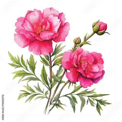 Moss Rose clipart clipart isolated on white background
