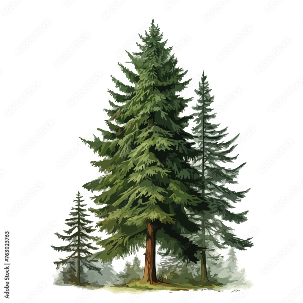 Norway Spruce Tree clipart isolated on white background