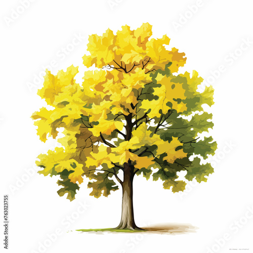 Norway Maple clipart isolated on white background
