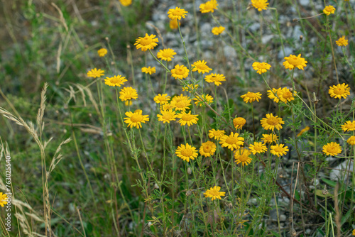 Fototapeta Naklejka Na Ścianę i Meble -  Group of yellow, wild growing, chamomiles (Cota tinctoria).