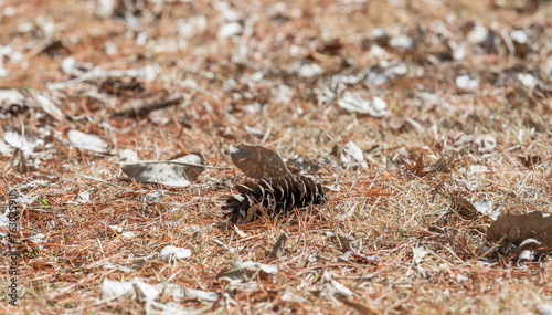 A pine cone fell on the ground.