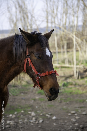 Horse on a farm © esebene