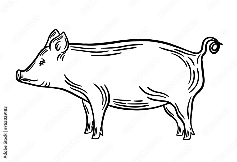 Pig black outline vector illustration. Pork line art, engraving, silhouette