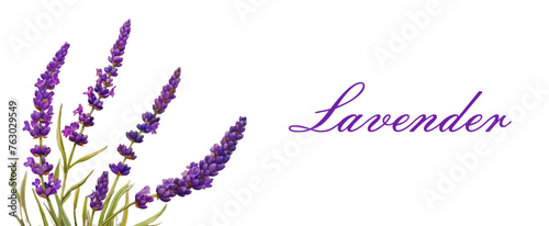 Watercolor lavender banner. Lavender flower bush on isolated background. Template for banners, invitations and other designs. Vector illustration