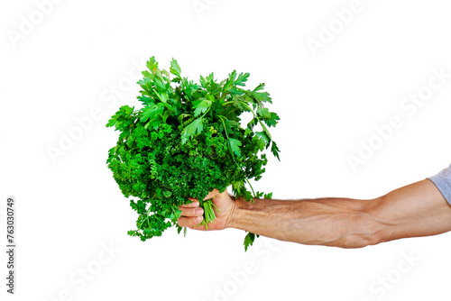 hands holding a bunch of green parsley. mans hand giving a bunch of Herbs parsley