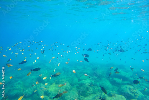 A school of tropical fish near the surface of the water in a sea of warm waters of exotic latitudes.