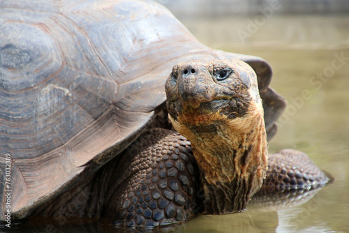 Giant tortoise close up in Charles Darwin Research Station Santa Cruz Island, Galapagos Islands, Ecuador photo