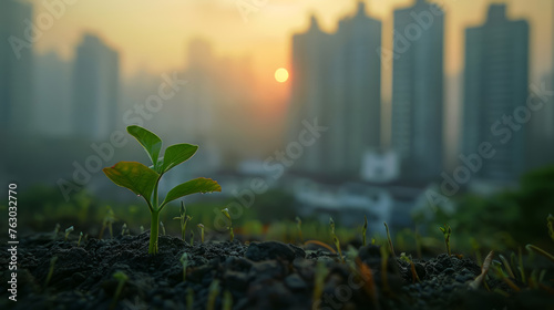 A small plant is growing in a city. The city is in the background and the sun is setting