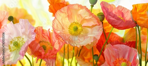colorful poppy flowers in various shades, including pink and orange, on a soft yellow background