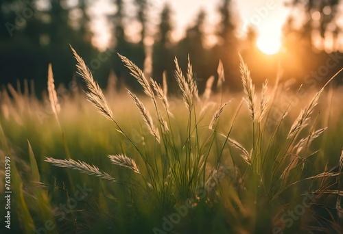close up of grass in the morning with blur background and sunlight, evening beautiful view