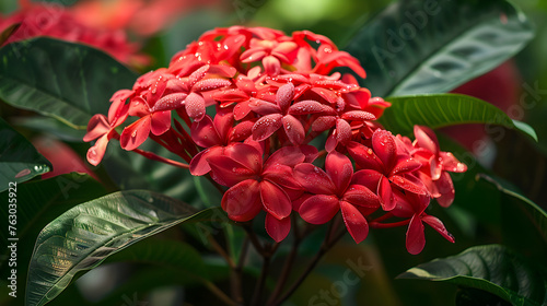 Captivating Beauty of Vibrant Ixora Red Flowers in Full Bloom Highlighted by Sunlight