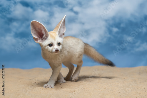 Vászonkép The Fennec Fox (Vulpes zerda) is the smallest fox species native to the deserts of North Africa