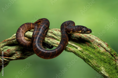 The Black Python or Boelen's Python (Simalia boeleni) is a species of python endemic to the mountains of Papua Indonesia and New Guinea.