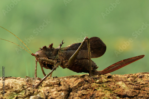 The Dragon Headed Katydid is long antenna grasshopper native to Indonesia and Malaysia. photo