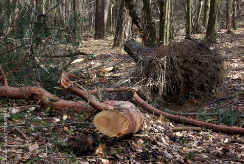wycinka w lesie: drzewo wyrwane z korzeniami, połamane gałęzie wokół, rzeź drzew © Agata