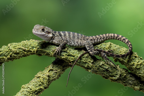 The side view of Australian water dragon (Intellagama lesueurii). The species is an arboreal agamid native to eastern Australia. photo